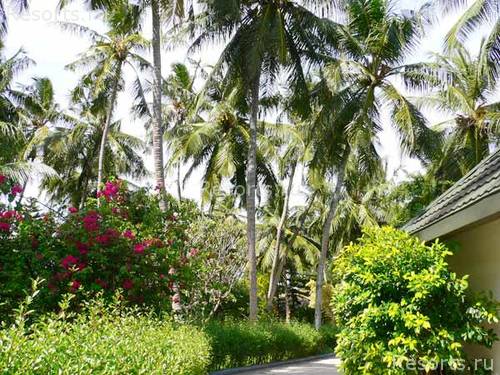 Paradise Island Resort & Spa 17